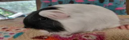 Guinea Pig rodents for sale: Young Adult Longhaired Sows For Retirement Homes  - Advert 7
