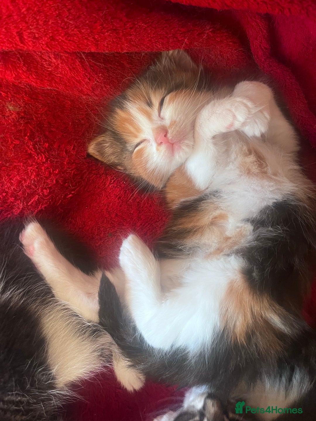 Mixed Breed cats for sale: Beautiful Playful Kittens - Image 18