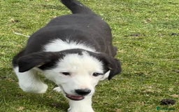 Border Collie dogs for sale: Border Collie Male - Image 13