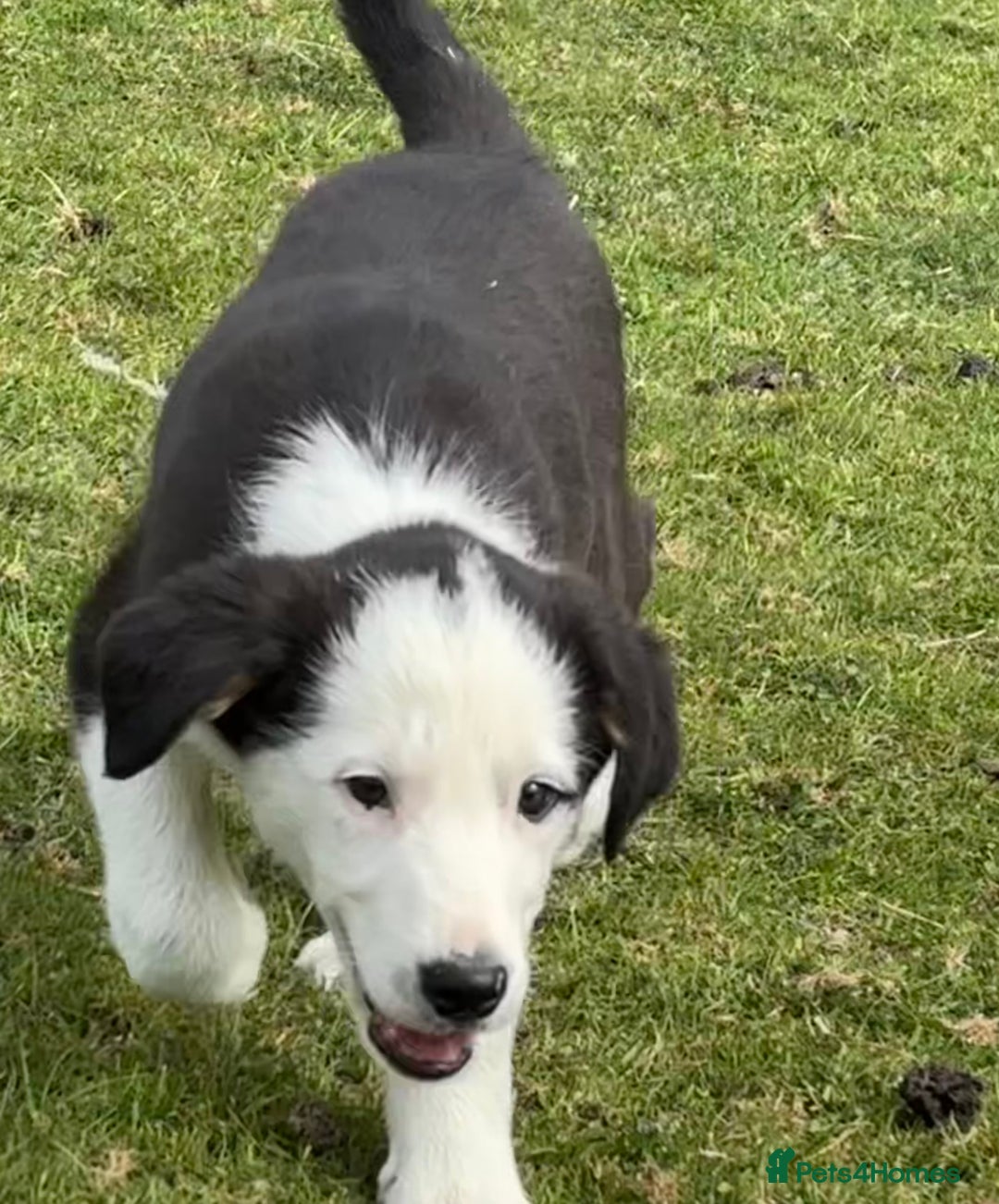 Border Collie dogs for sale: Border Collie Male - Image 13