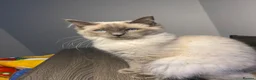 Ragdoll cats for sale: Blue point Ragdoll kittens  - Advert 10