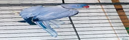 Parakeets birds for sale: Indian Ringneck parrot  - Advert 1