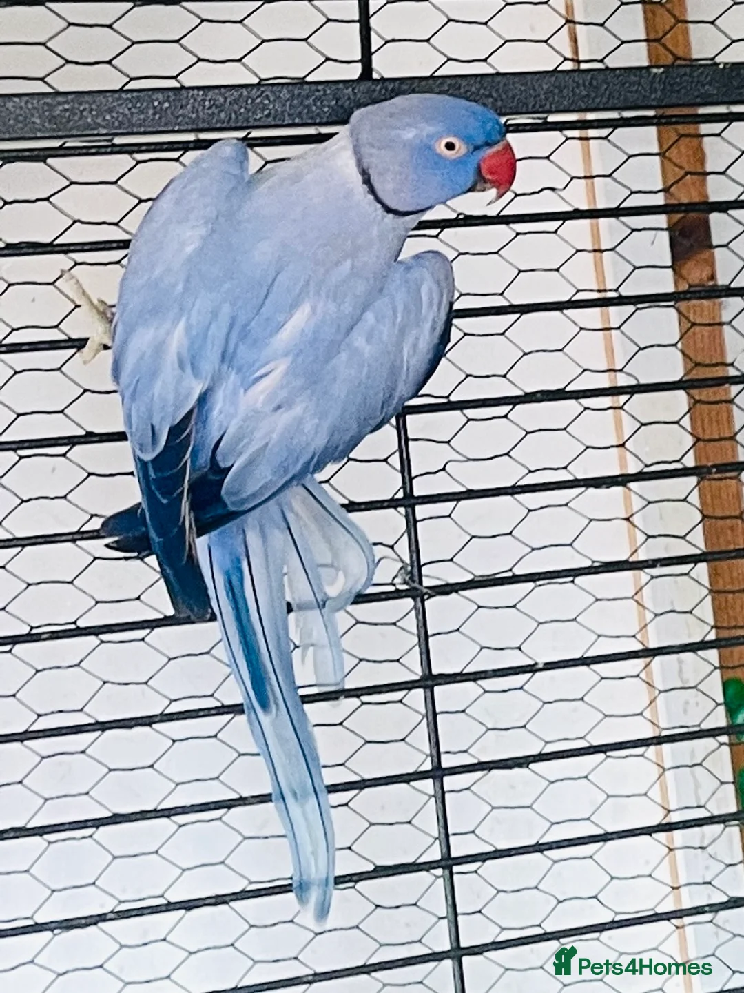 Parakeets birds for sale: Indian Ringneck parrot  - Advert 1