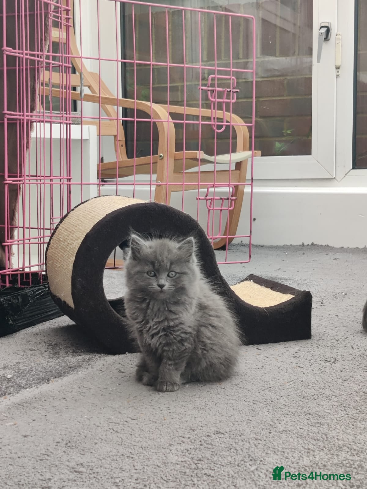 Russian Blue cats Russian Blue kittens 8 weeks old 2 boys 2 girls - Advert 10