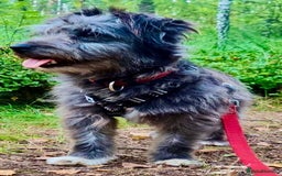 Norfolk Terrier dogs for adoption: Molly: The Tiny Puppy Who Survived the Forest - Image 2