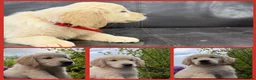 Golden Retriever dogs for sale: KC Registered Golden Retriever Pups  - Advert 4