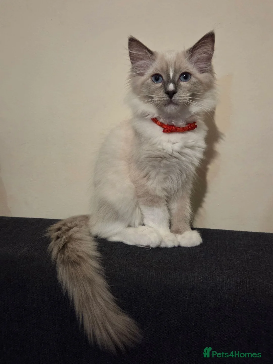 Ragdoll cats for sale: 3 Fluffy boys left  - Advert 26