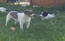 Mixed Breed dogs for adoption: Eddie - Norwich Norfolk  - Image 21