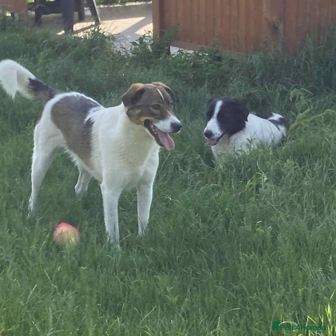 Mixed Breed dogs for adoption: Eddie - Norwich Norfolk  - Image 21