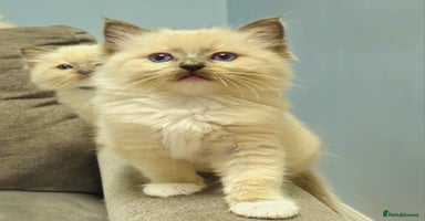 Ragdoll cats - Advert 12