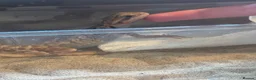 Bearded Dragon reptiles for sale: Female bearded dragon  - Advert 6