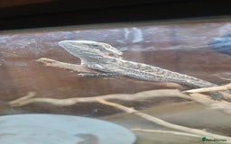 Dragon reptiles for sale: Bearded dragon  - Image 1