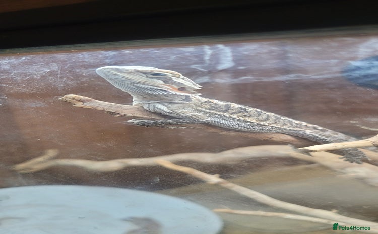 Dragon reptiles - Advert 1