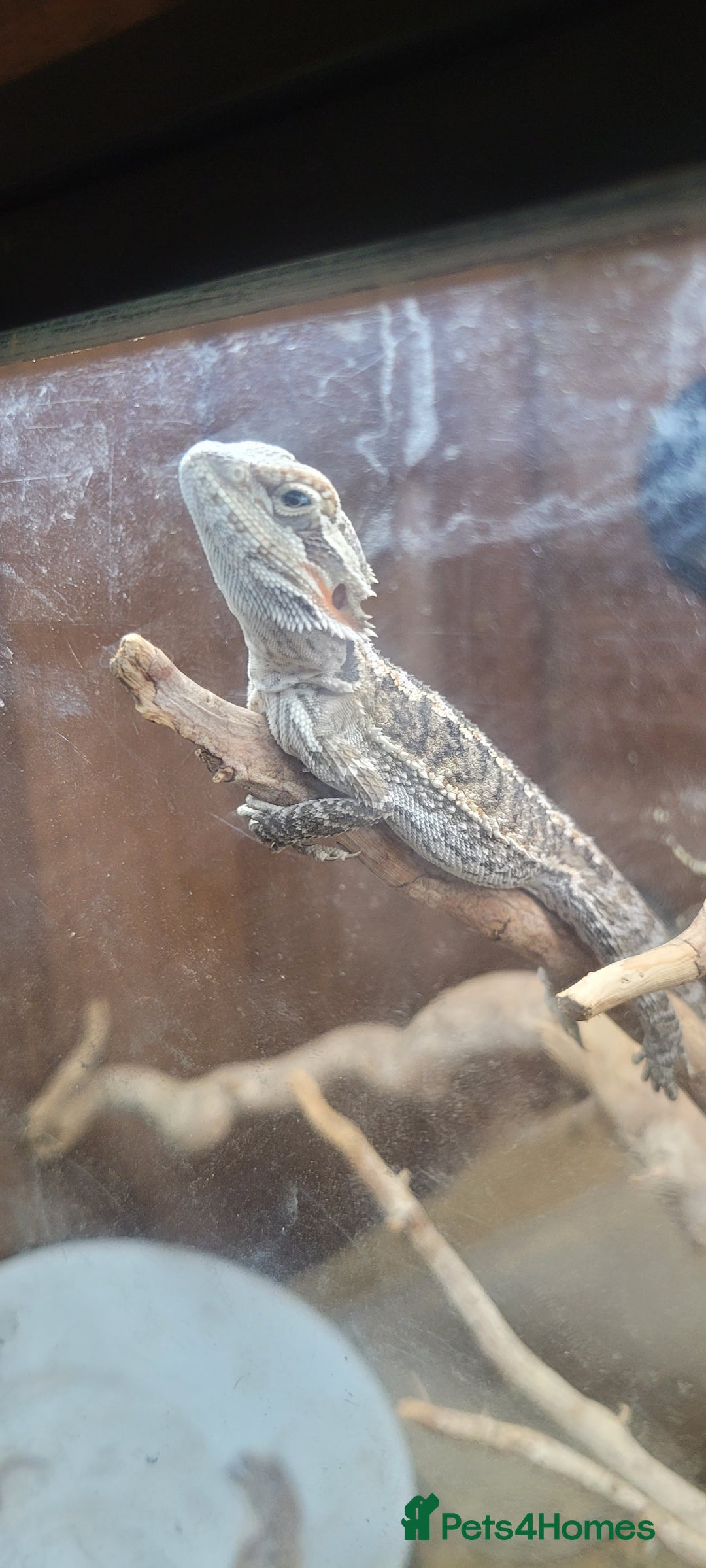 Dragon reptiles for sale: Bearded dragon  - Image 1