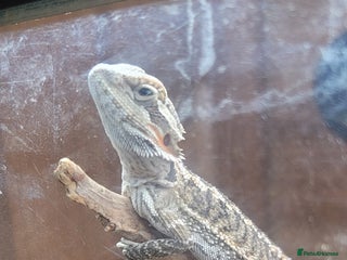 Dragon reptiles - Advert 3