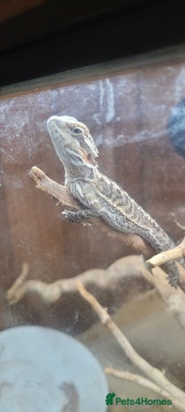 Dragon reptiles - Advert 8