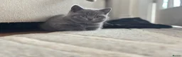 British Shorthair cats for sale: GCCF registered kitten - Advert 25