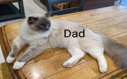 Ragdoll cats for sale: GCCF pedigree ragdoll kittens for sale £850 -£1100 - Image 35
