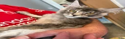 Maine Coon cats for sale: Reduced XL Quality TICA Maine Coon active possible - Advert 8