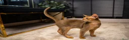 Abyssinian cats for sale: Majestic Abyssinian Boy-READY NOW-Champion Line - Advert 10