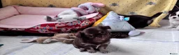 Chihuahua dogs for sale: chocolate tri long coat chihuahua puppies  - Advert 6