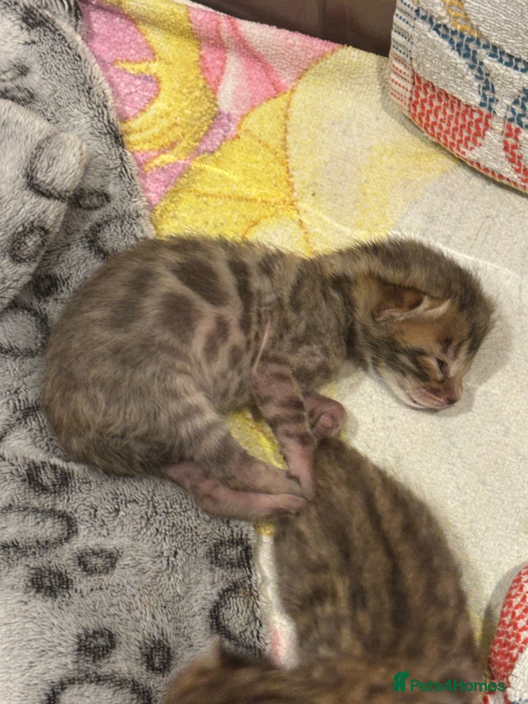 Bengal cats for sale: TICA registered Bengal girls. - Image 6