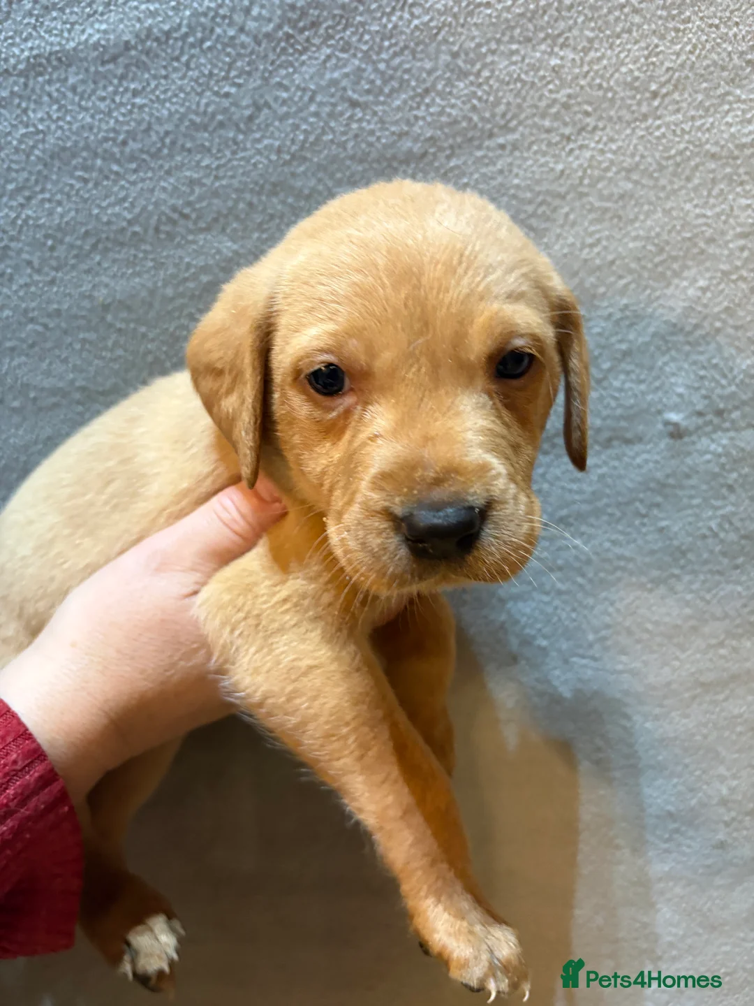 Labrador Retriever dogs for sale: Gorgeous Labrador Puppies - Advert 2
