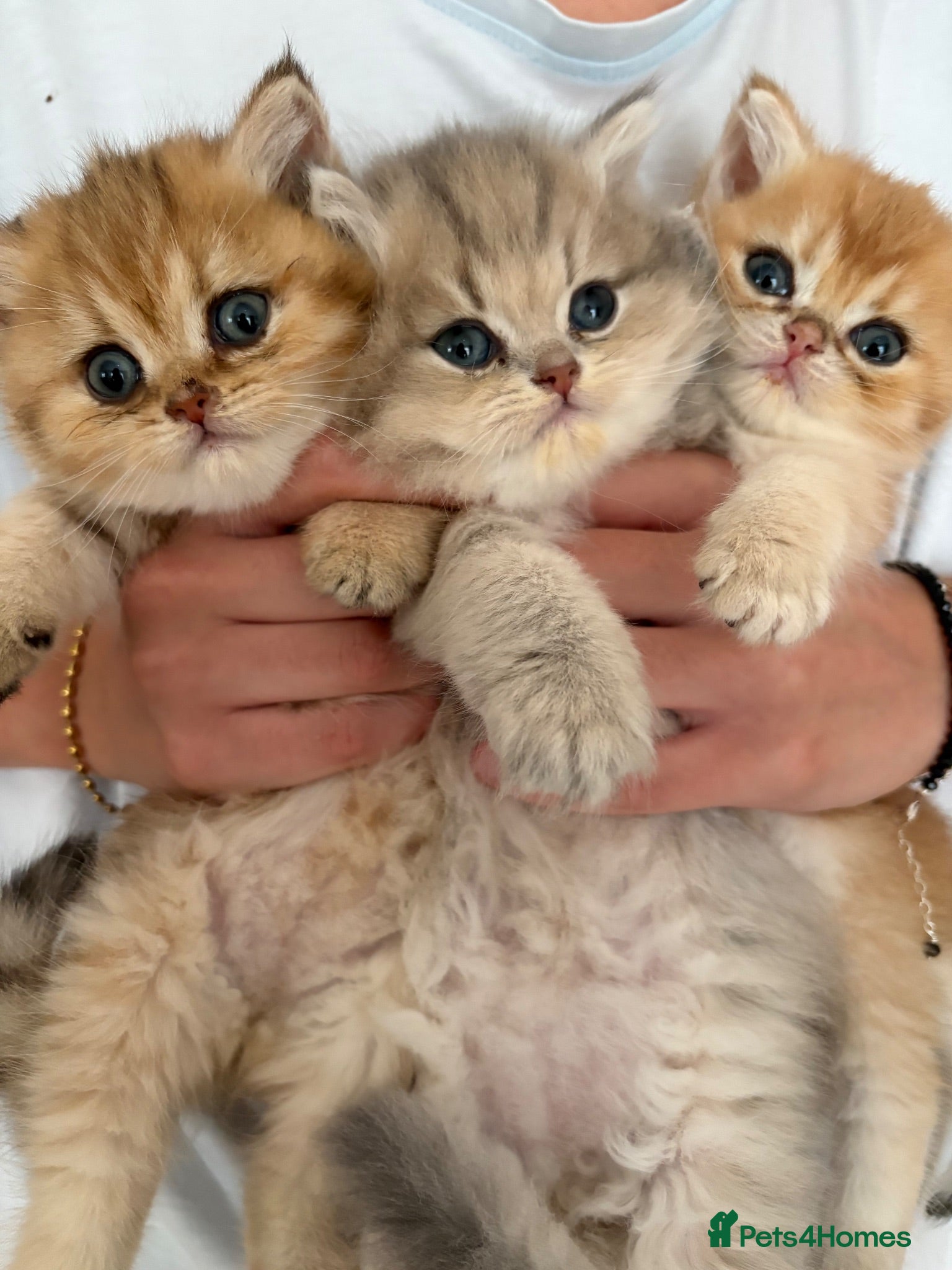 British Shorthair cats BEAUTIFUL GOLDEN BSH KITTENS AVAILABLE TO RESERVE - Advert 2