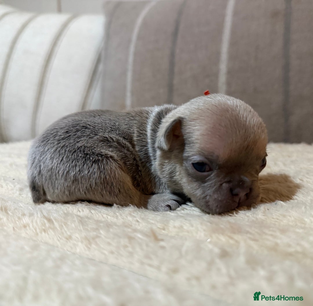 French Bulldog dogs for sale: French bulldog puppies - Advert 10