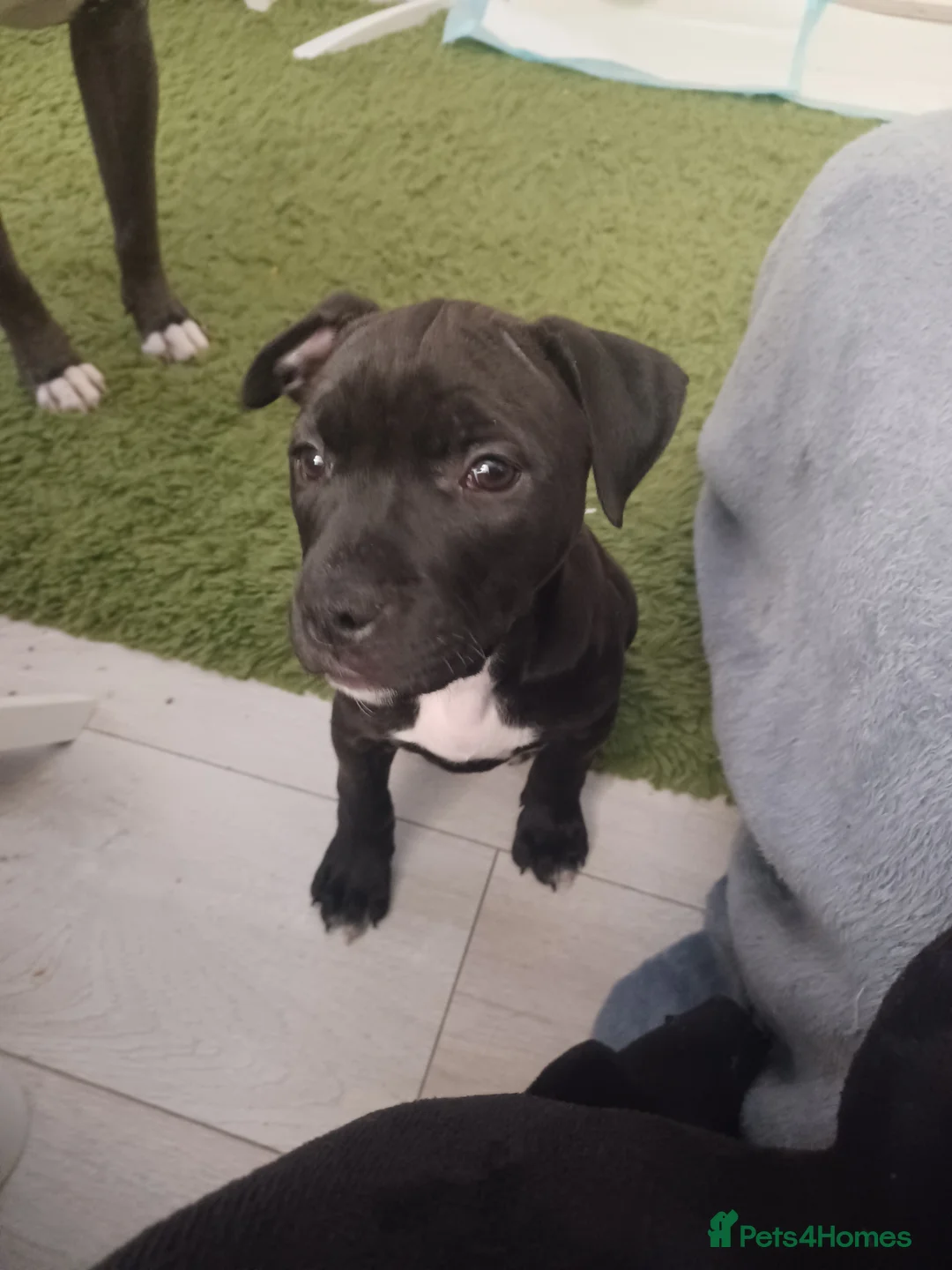Staffordshire Bull Terrier dogs for sale: 10 week old puppy female staffy - Advert 2