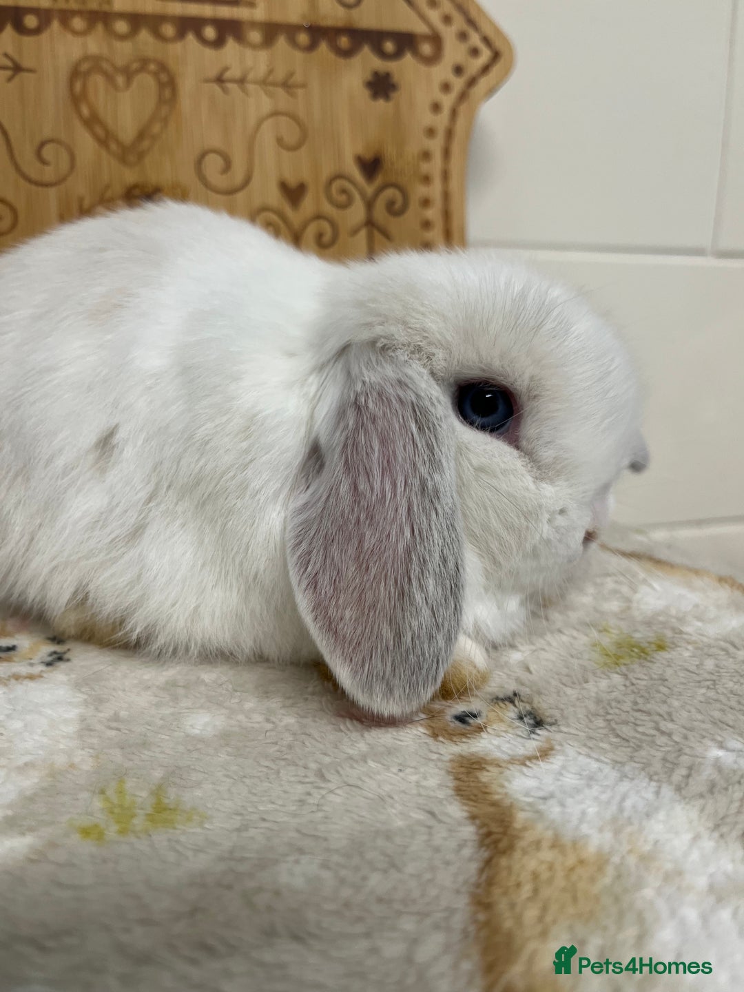 Mini Lop rabbits for sale: Stunning litter of mini lops ready soon  - Advert 6