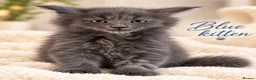 Maine Coon cats for sale: READY NOW , TICA REG MAINECOONS  - Advert 7
