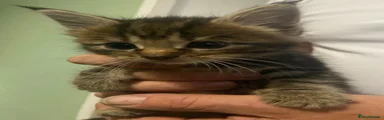 Maine Coon 3