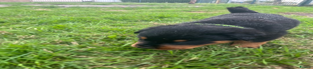 Rottweiler Puppy 7