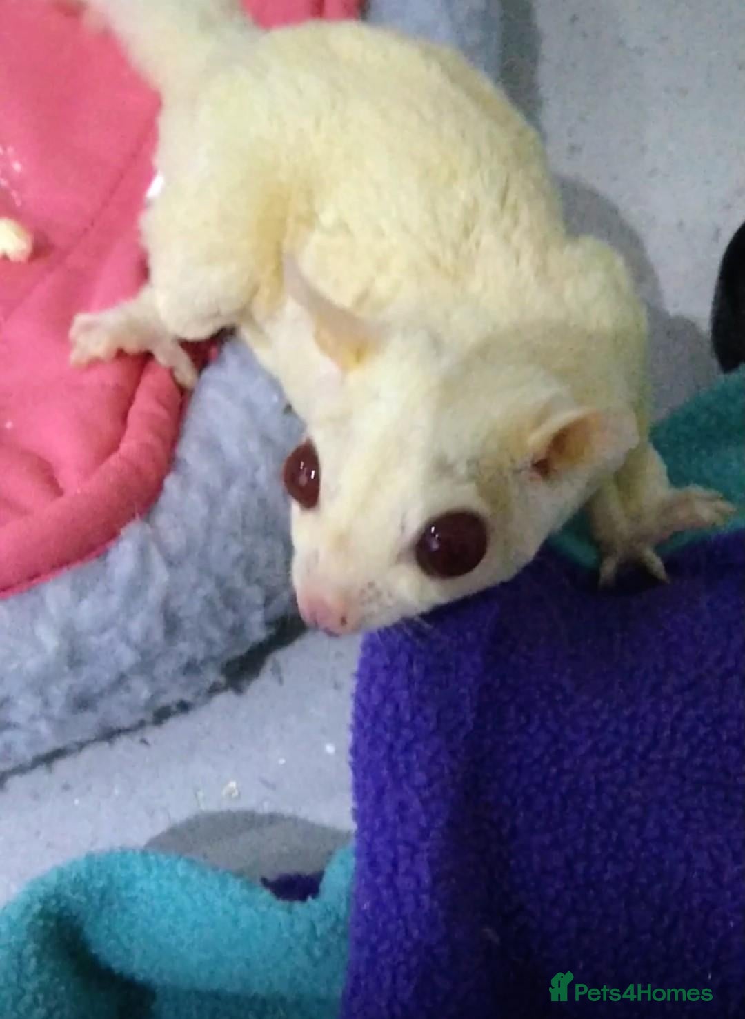 Sugar Glider rodents Creamino pair and set up  - Advert 8