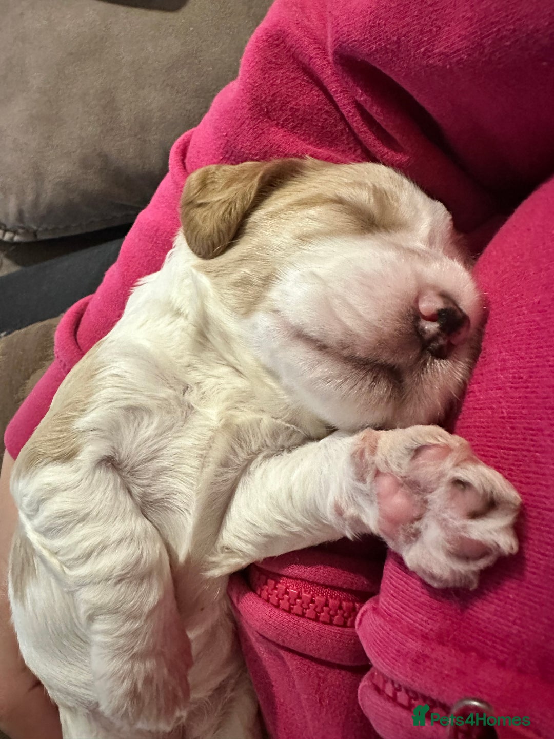 Cockapoo dogs for sale: 1 girl ready now cockapoo  - Image 7