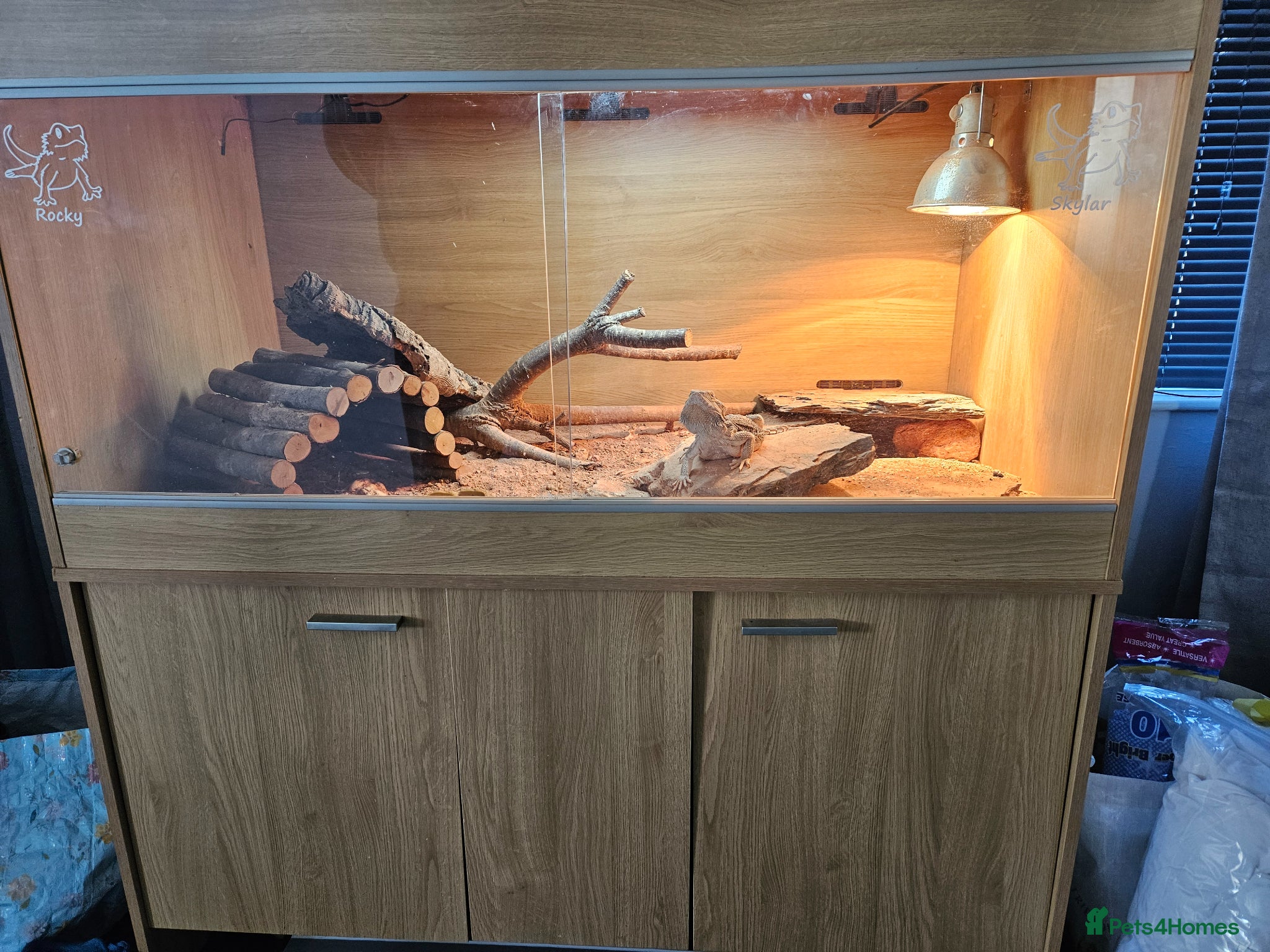 Bearded Dragon reptiles 5 year old bearded dragon & vivarium  - Advert 8