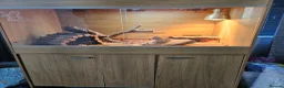 Bearded Dragon reptiles for sale: 5 year old bearded dragon & vivarium  in Penzance - Advert 1