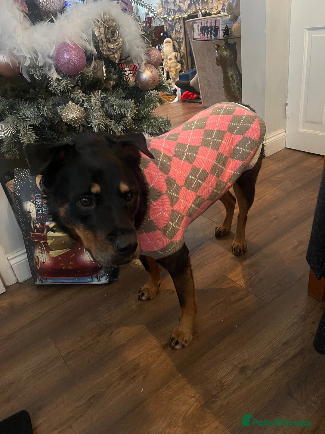 Mixed Breed dogs for sale: Mixed Rottweiler shar pei  - Advert 2