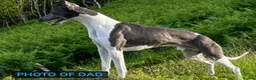 Whippet dogs for sale: 🐾 Beautiful Whippet Puppies Available 🐾 - Advert 3