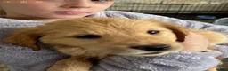 Labrador Retriever dogs for sale: LABRADOR PUPPIES FOR SALE - Advert 3