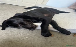 Mixed Breed dogs for sale: Bear, 7 Month old Lab/Akita - £500 - Image 4