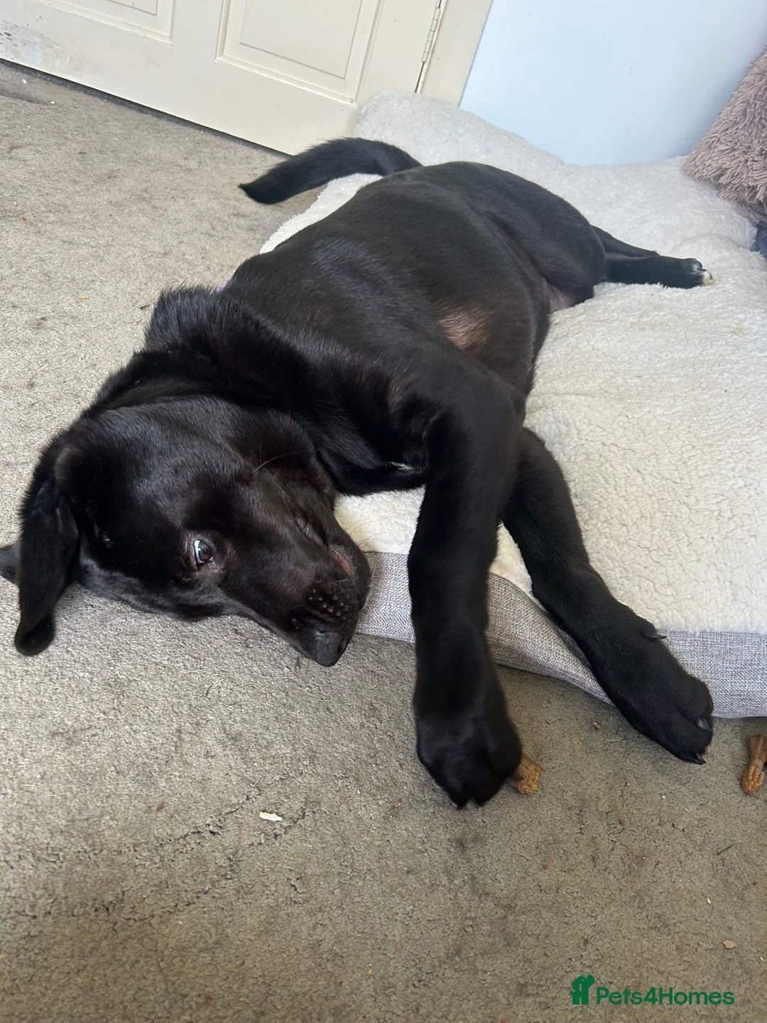 Mixed Breed dogs for sale: Bear, 7 Month old Lab/Akita - £500 - Image 4