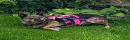 Mixed Breed dogs for adoption: Could Charlotte be your perfect little companion? - Advert 4