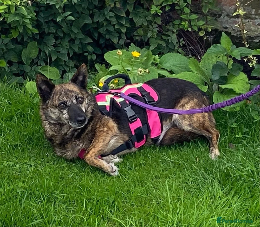 Mixed Breed dogs for adoption: Could Charlotte be your perfect little companion? - Advert 4
