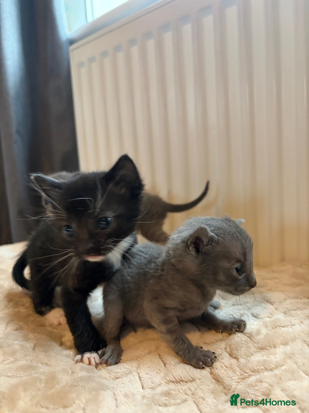 Khao Manee cats for sale: 4 mixed khao manee kittens  - Advert 6