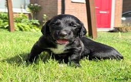 Cocker Spaniel dogs for sale: KC REG Cocker Spaniels - Image 23