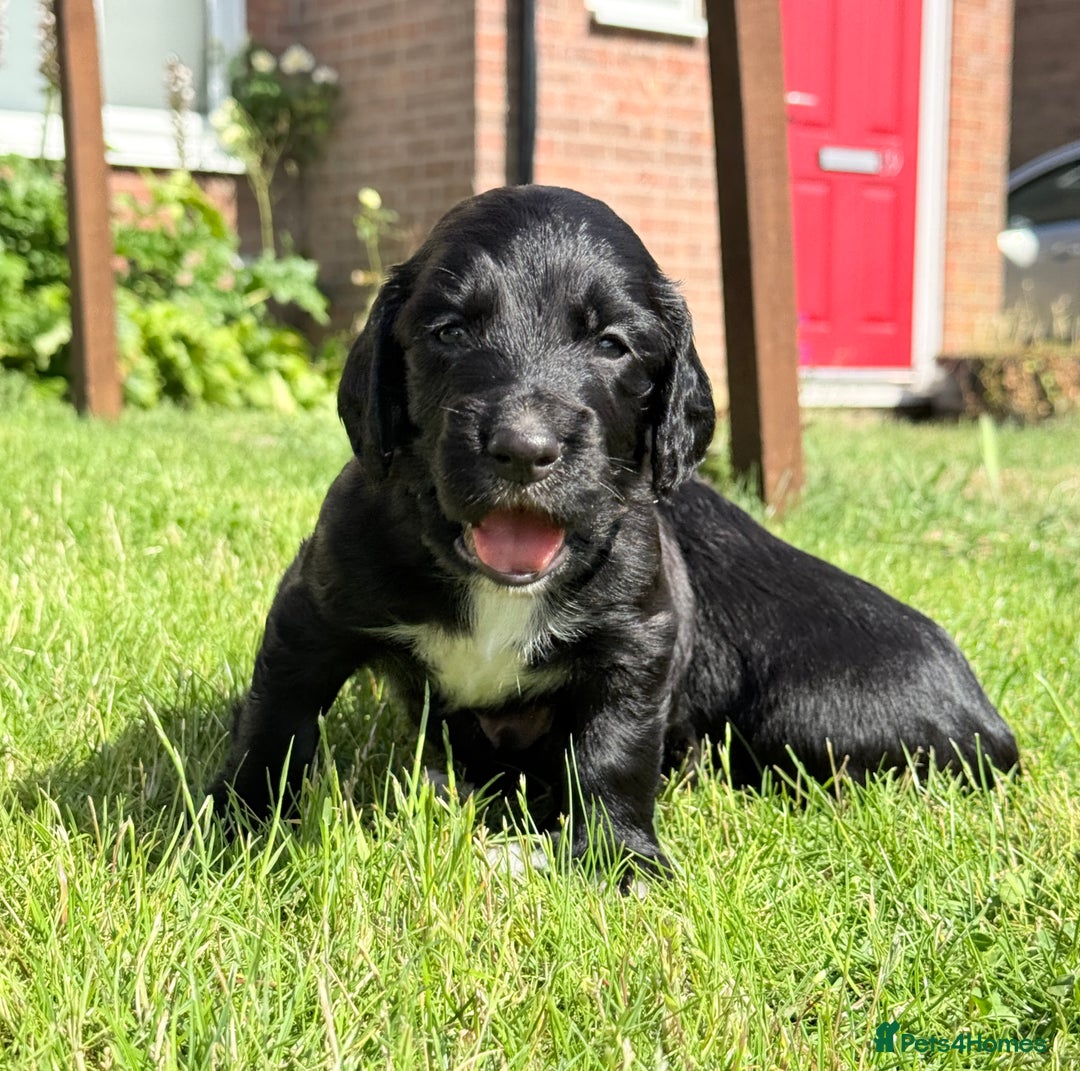 Cocker Spaniel dogs for sale: KC REG Cocker Spaniels - Image 23