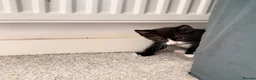 Domestic Shorthair cats for sale: 4 kittens for sale!  in Spalding - Advert 6