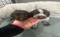 Cocker Spaniel dogs for sale: Beautiful KC Roan Working Type Cocker Puppies - Image 7
